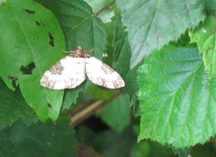 Melanthia procellata? S